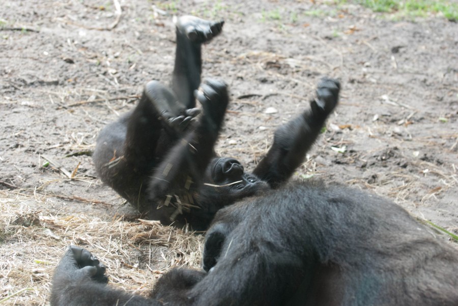 Upside_Down2