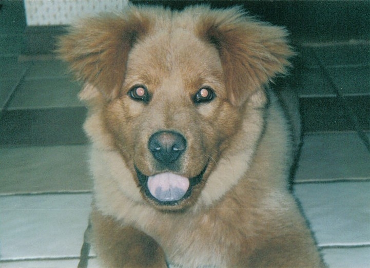 Ursa puppy