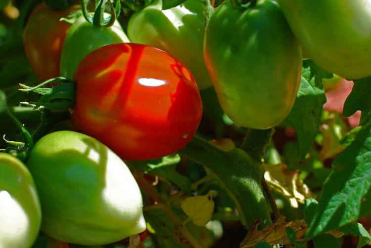 Veg_garden