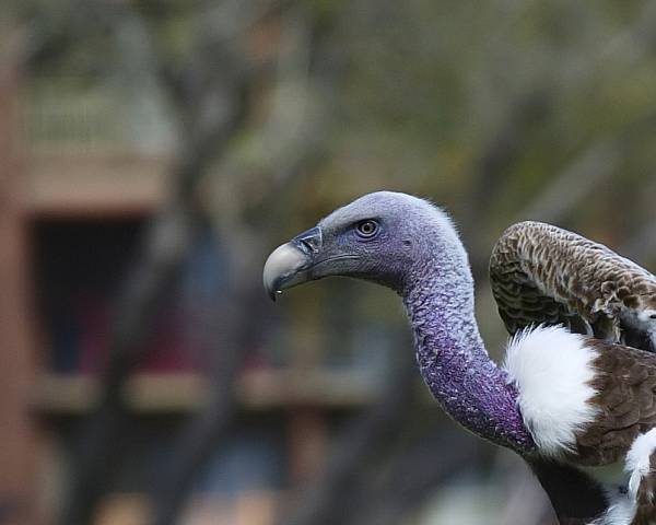 Vulture at AKL