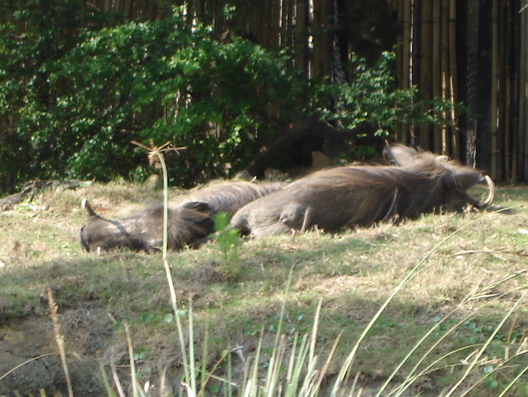 Warthog