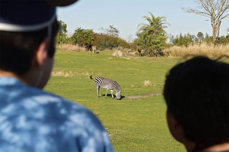 Watching the zebra on safari