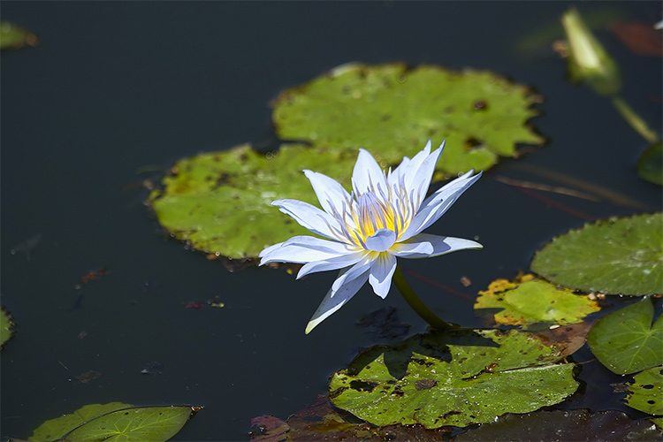 Water Lily