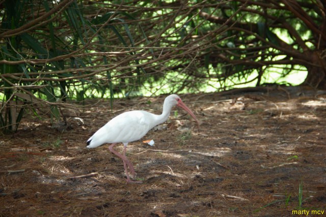 wdw70_640x480_