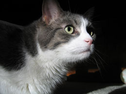 WDWBetsy's cat, Chad