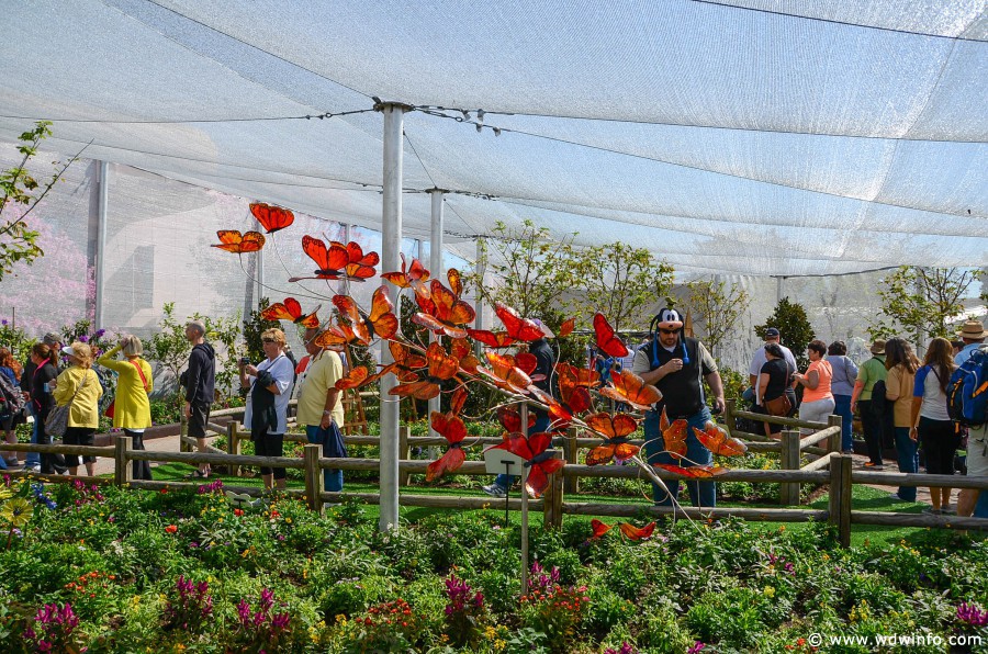 WDWINFO-Epcot-Flower-Garden-2014-049