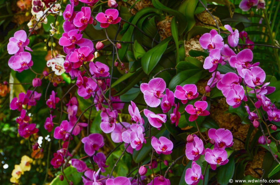 WDWINFO-Epcot-Flower-Garden-2014-078