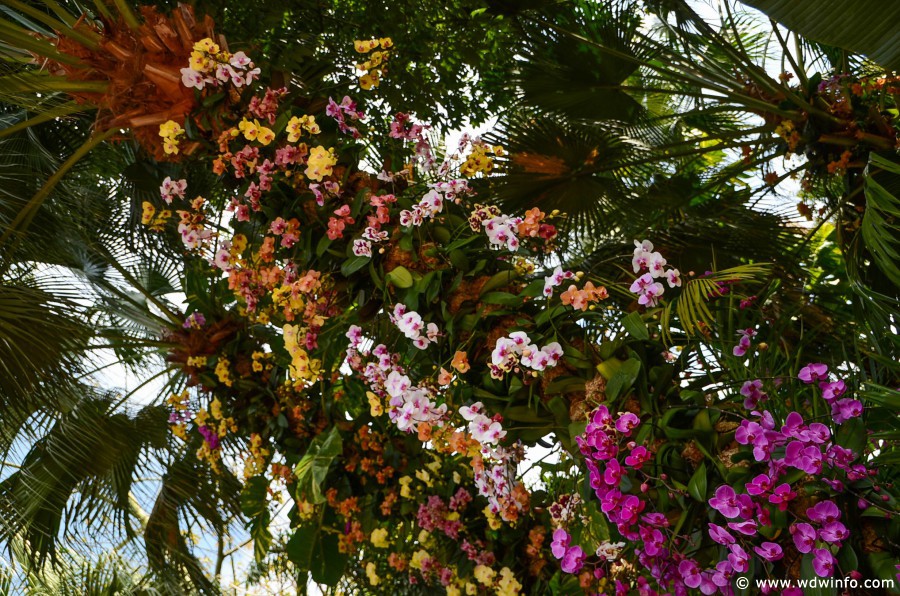 WDWINFO-Epcot-Flower-Garden-2014-080