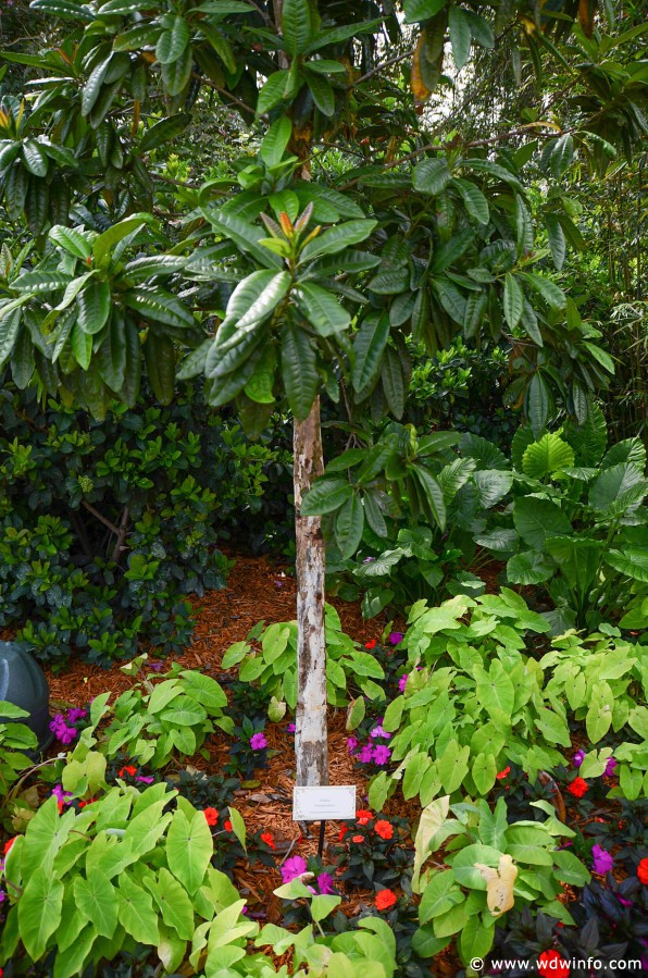 WDWINFO-Epcot-Flower-Garden-2014-097