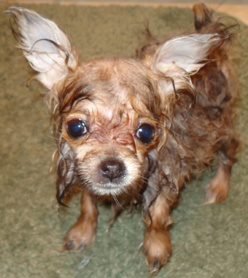 Wet_Dog