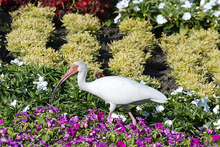 White Ibis at Epcot garden