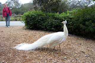 White Peacock at FW