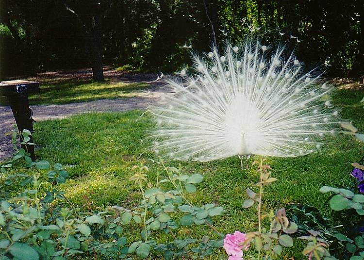 WHITE PEACOCK @ FWC