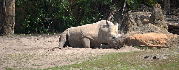 White Rhino