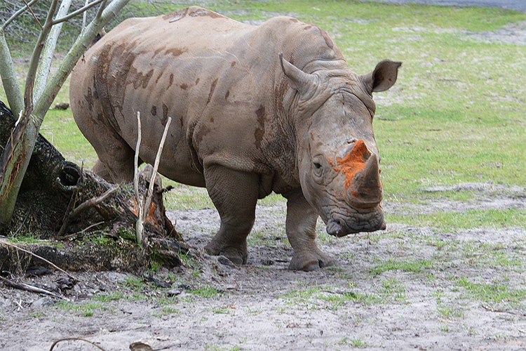 White Rhino