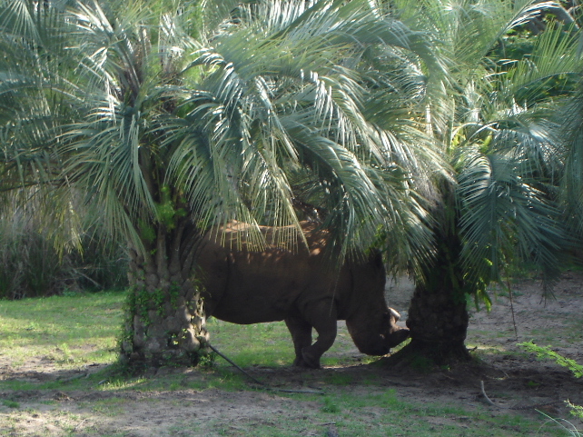 White Rhinoceros