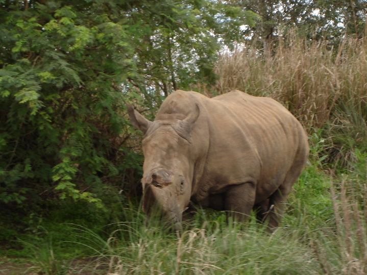 White Rhinoceros
