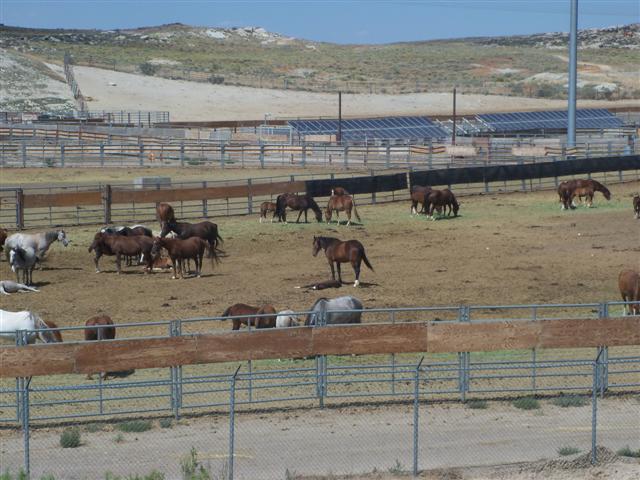 Wild Horses
