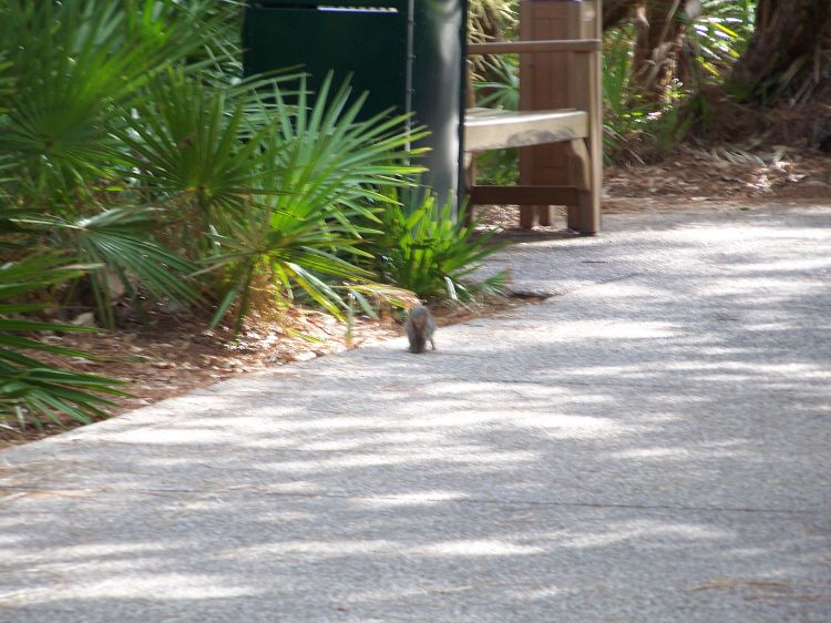 Wild life at Port Orleans Riverside