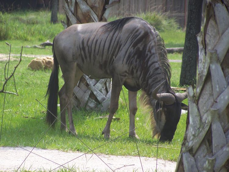 Wildebeest