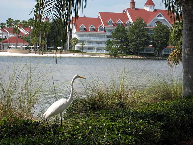 Wildlife at Grand Floridian