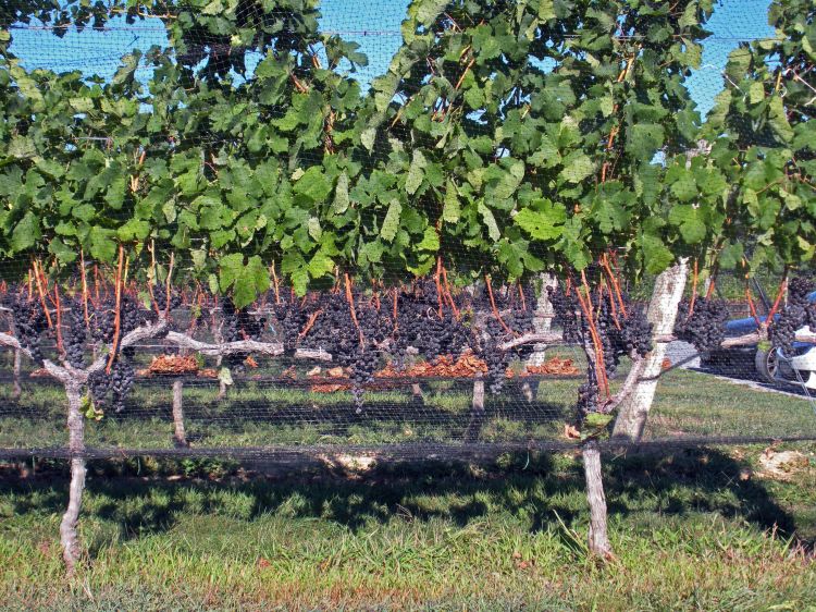 Winery_2