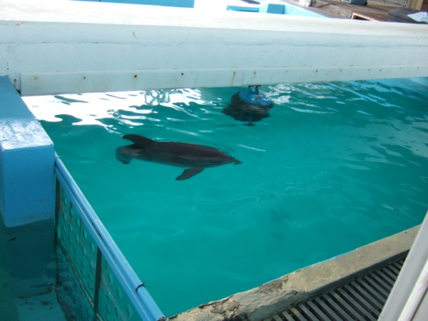Winter at Clearwater Aquarium