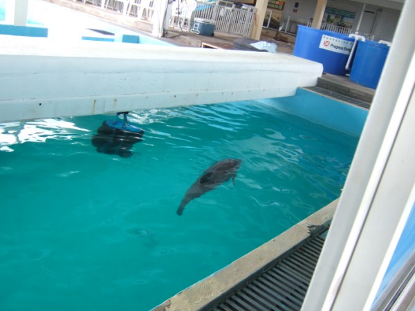 Winter at Clearwater Aquarium