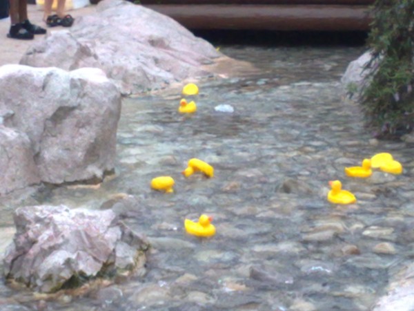 WL duck race