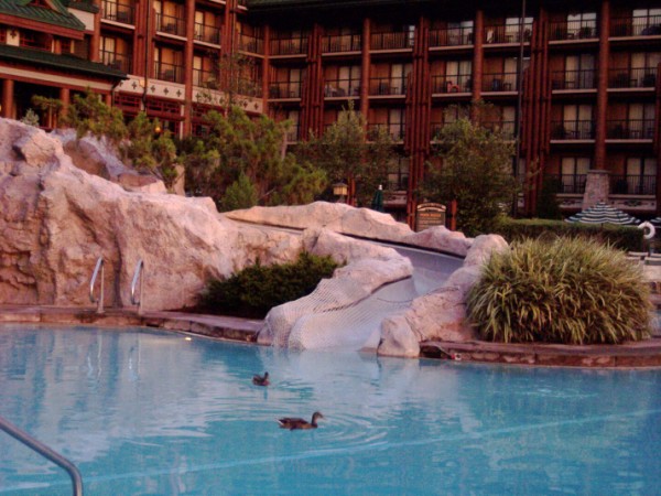 WL pool   ducks