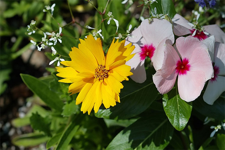 Yellow flower