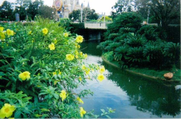 Yellow Flowers & Castle