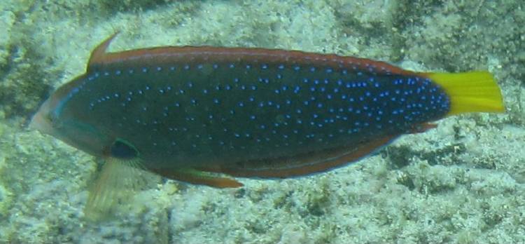 Yellowtail
