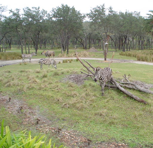 Zebra at AKL Arusha Rock