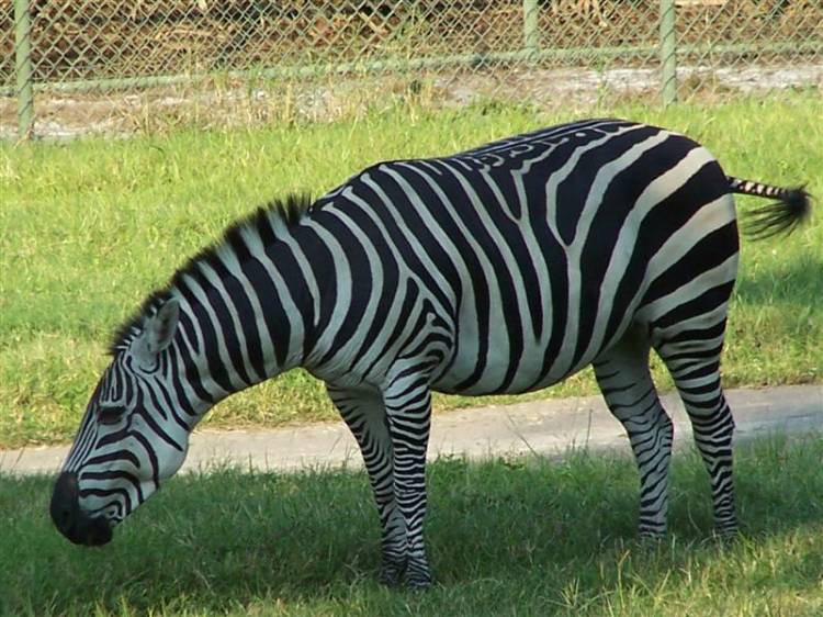 Zebra at DAKL