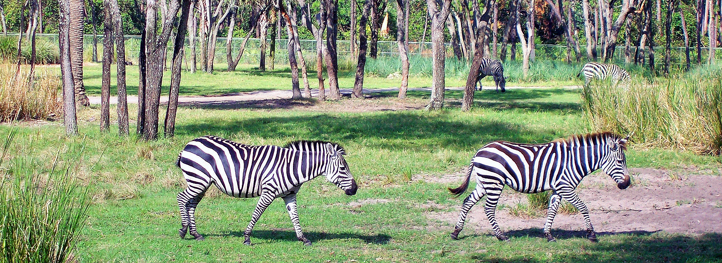 Zebras at DAKL.