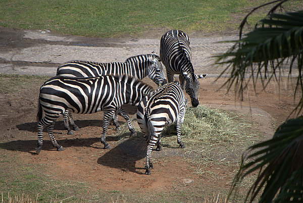 Zebras