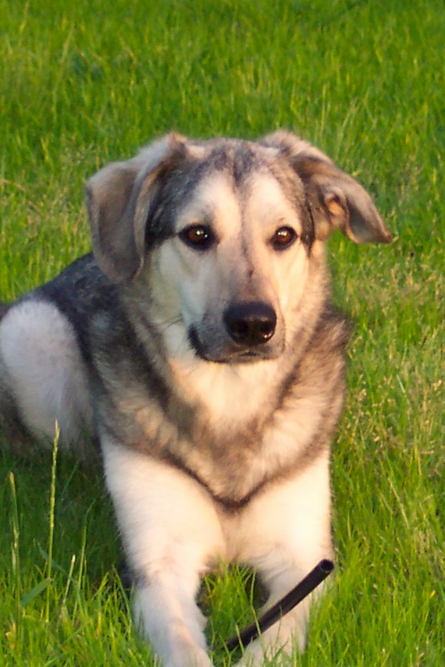 Zima Dog!!!