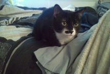 zoey