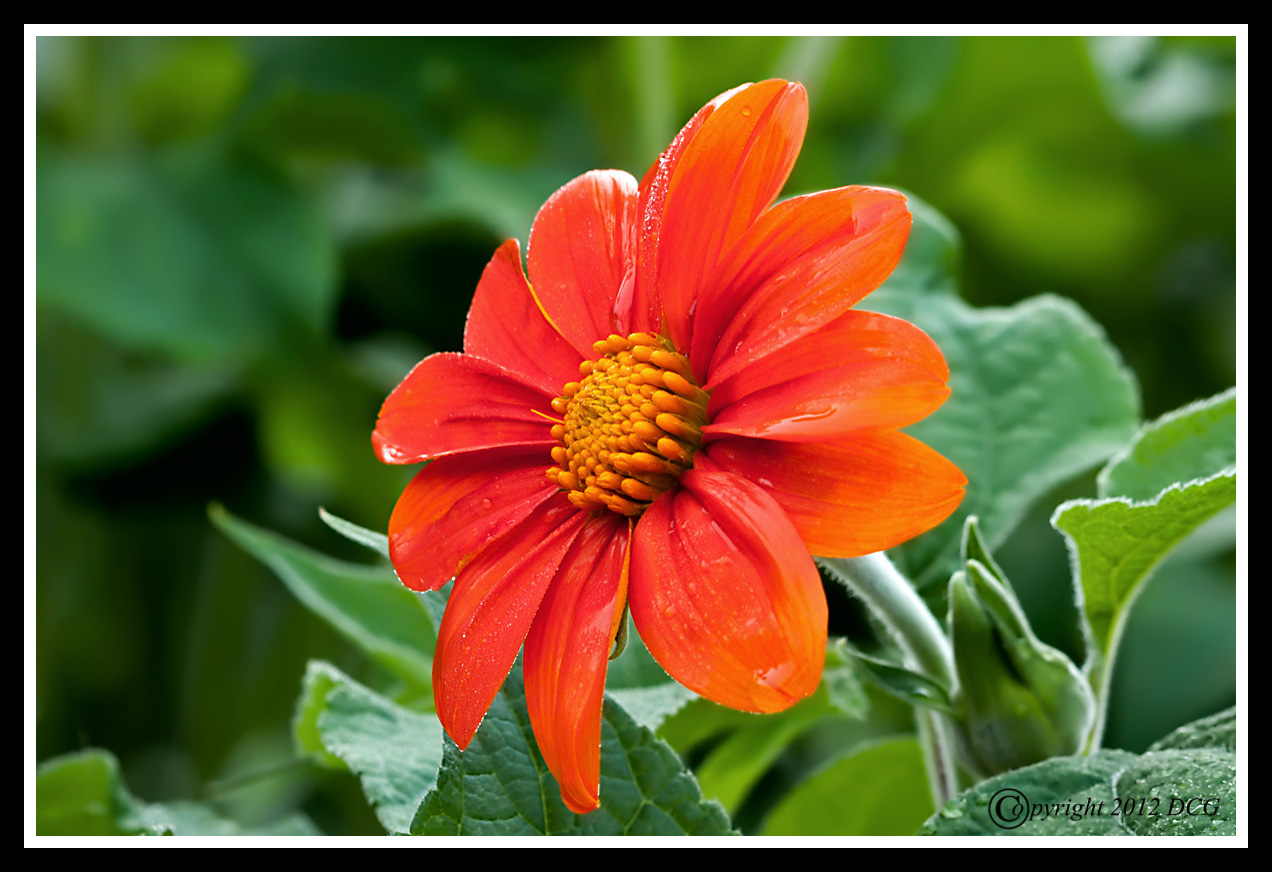 Zinnia-08-05-03acr-X2.jpg