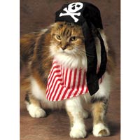l_PetsPirateCat.jpg