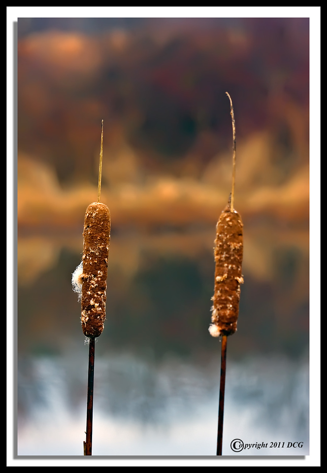 Cattails-11-28-01cr-X2.jpg