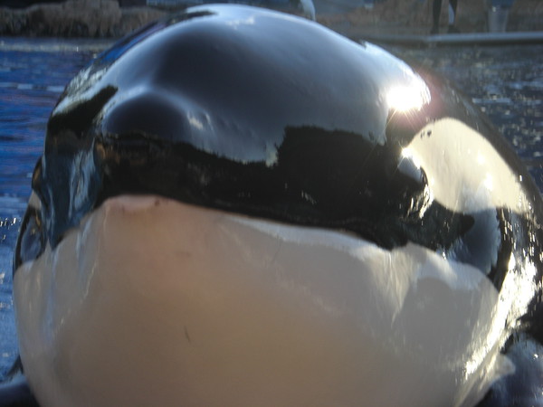 241621958_er9We-M.jpg