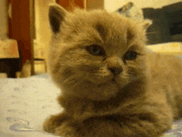 200.gif