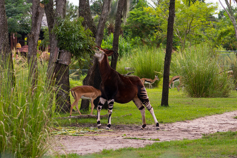 DSC_1844-L.jpg