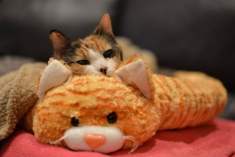 saturday-cat.jpg
