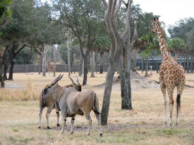 animalkingdomlodge066.jpg
