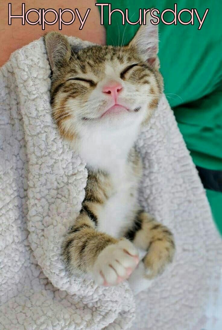 301342-Happy-Thursday-Cute-Cat.jpg