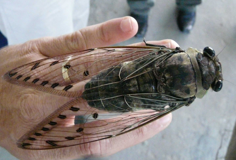 cicada_borneo_ben.jpg