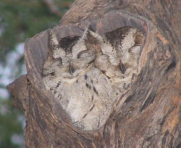 owls.jpg